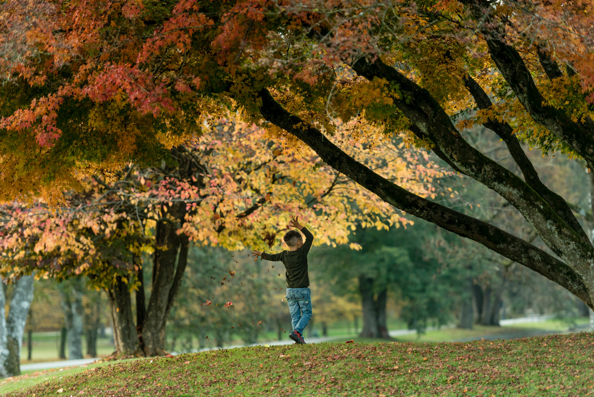 Young Boy Enjoying under Autumn Trees in Park
